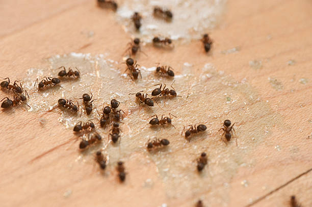 Best Bed Bug Extermination  in Olivet, MI